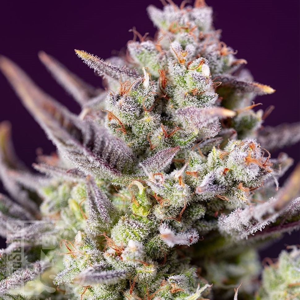 Семена конопли Auto Super Sweet feminised Ganja Seeds Семена конопли Auto Super Sweet feminised Ganja Seeds