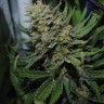 Семена конопли Auto Super Sweet feminised Ganja Seeds Семена конопли Auto Super Sweet feminised Ganja Seeds