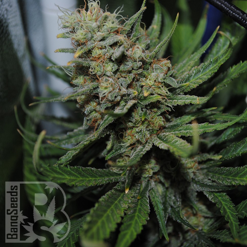 Семена конопли Auto Super Sweet feminised Ganja Seeds Семена конопли Auto Super Sweet feminised Ganja Seeds
