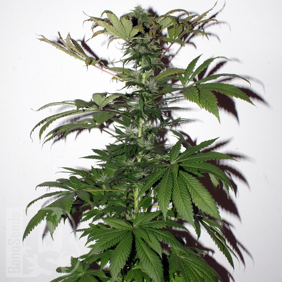 Семена ганжа Mountain Power feminised Ganja Seeds