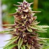Семена ганжа Mountain Power feminised Ganja Seeds Семена ганжа Mountain Power feminised Ganja Seeds