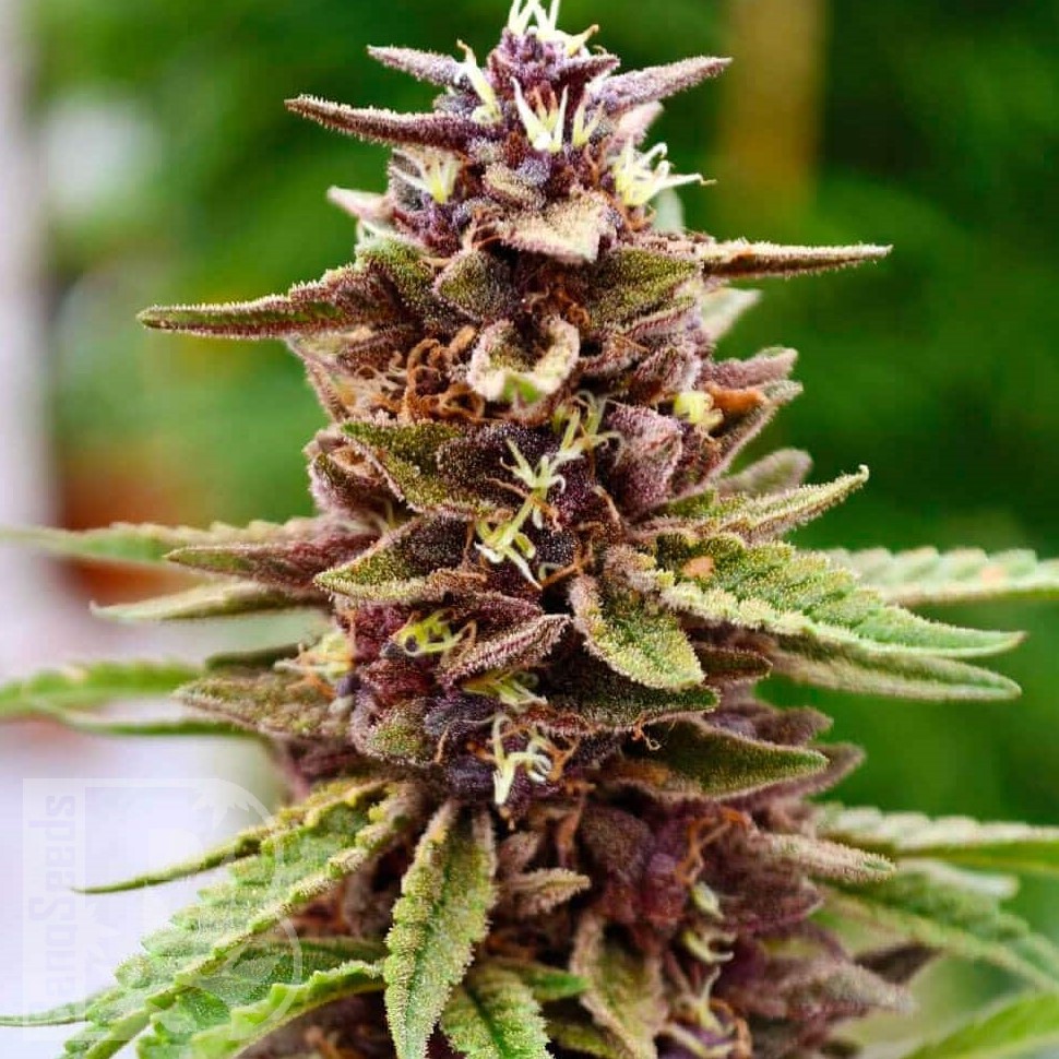 Семена ганжа Mountain Power feminised Ganja Seeds Семена ганжа Mountain Power feminised Ganja Seeds