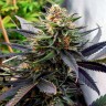 Семена ганжа Mountain Power feminised Ganja Seeds Семена ганжа Mountain Power feminised Ganja Seeds
