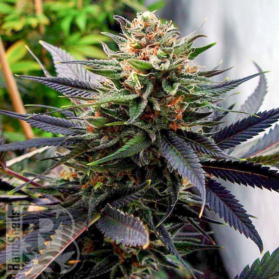 Семена ганжа Mountain Power feminised Ganja Seeds Семена ганжа Mountain Power feminised Ganja Seeds