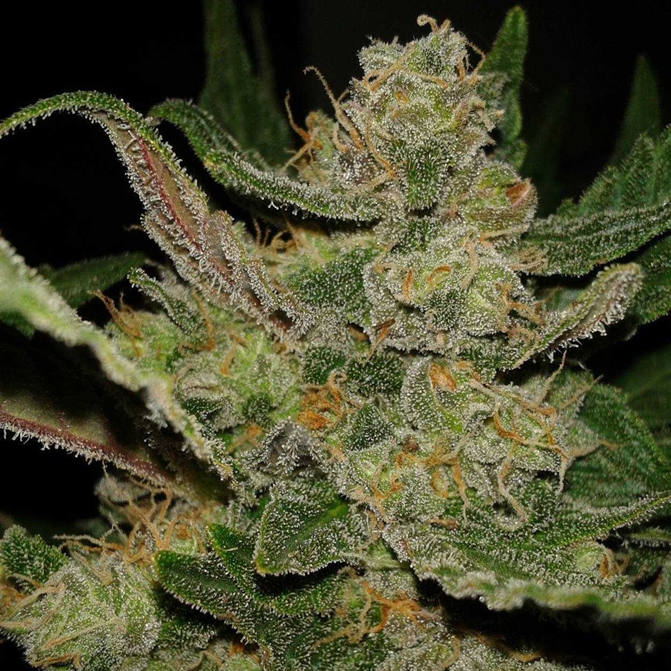 купить семена конопли элитных сортов Hindu Kush feminised купить семена конопли элитных сортов Hindu Kush feminised