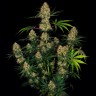 Семена каннабиса Hindu Kush feminised Ganja Seeds Семена каннабиса Hindu Kush feminised Ganja Seeds