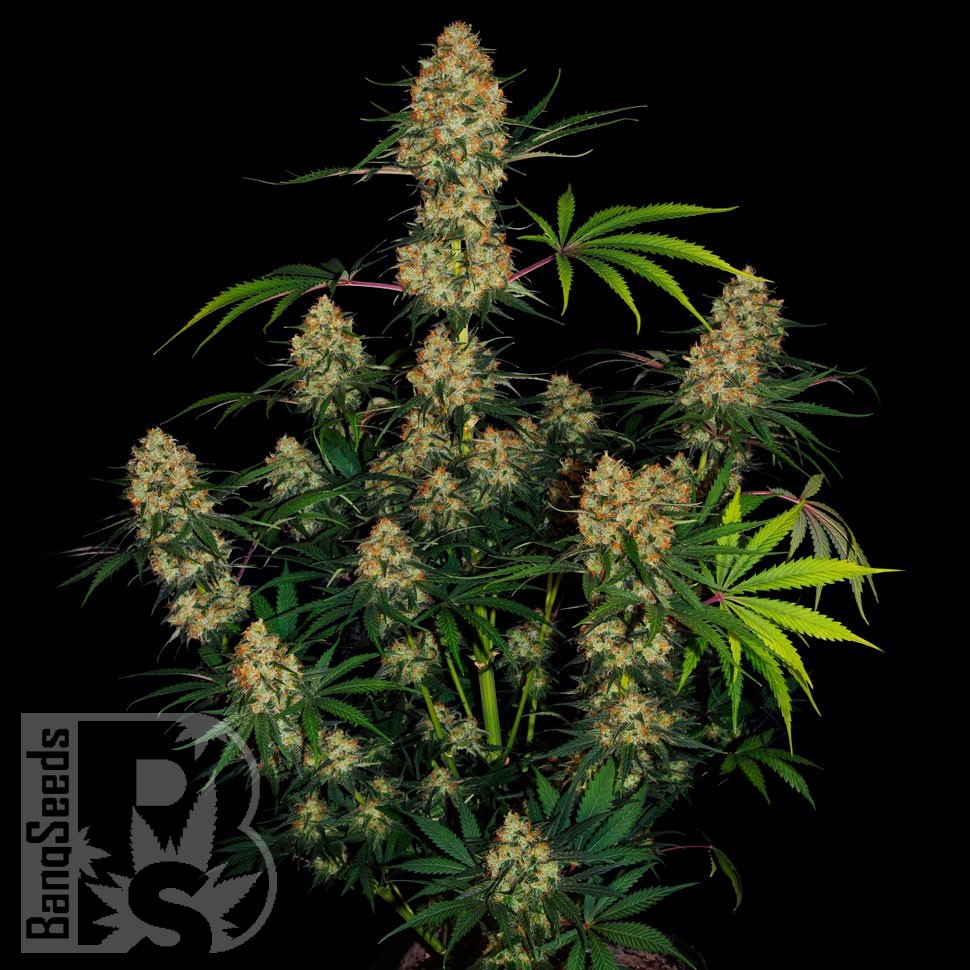 Семена каннабиса Hindu Kush feminised Ganja Seeds