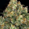 Семена каннабиса Hindu Kush feminised Ganja Seeds Семена каннабиса Hindu Kush feminised Ganja Seeds