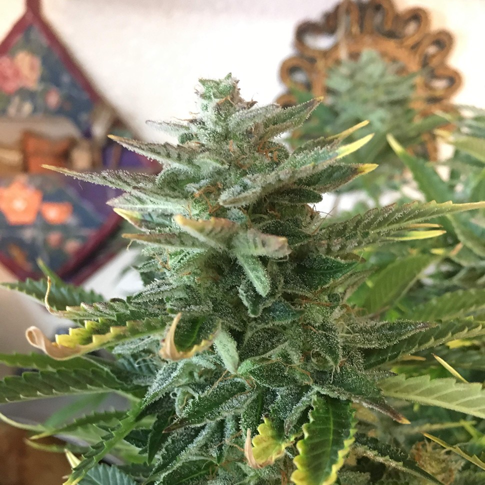 купить урожайные семена конопли Auto Blue Diesel feminised купить урожайные семена конопли Auto Blue Diesel feminised