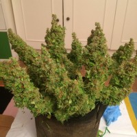 Auto Blue Diesel feminised Ganja Seeds
