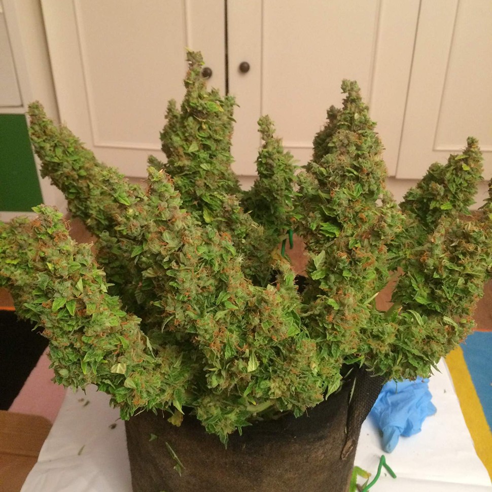 Семена ганжа Auto Blue Diesel feminised Ganja Seeds