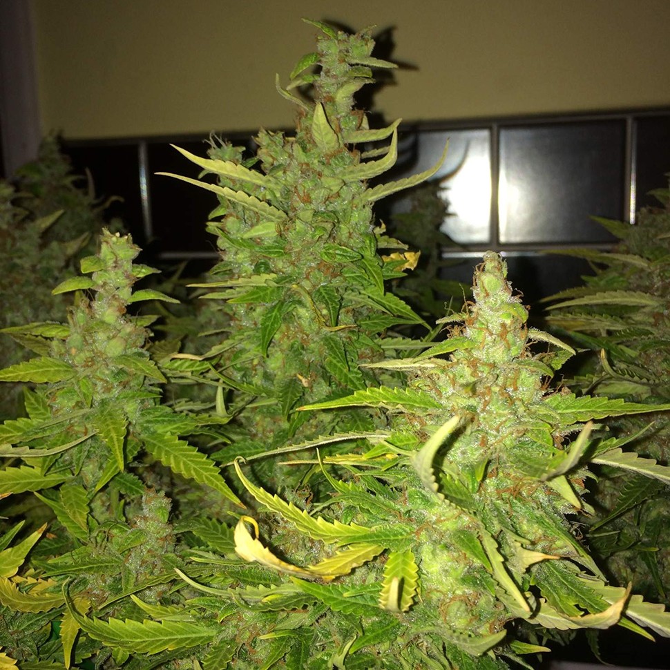 купить семена конопли курьером Auto Blue Diesel feminised купить семена конопли курьером Auto Blue Diesel feminised