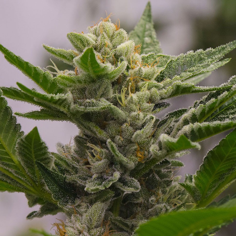 купить семена конопли Argali feminised купить семена конопли Argali feminised