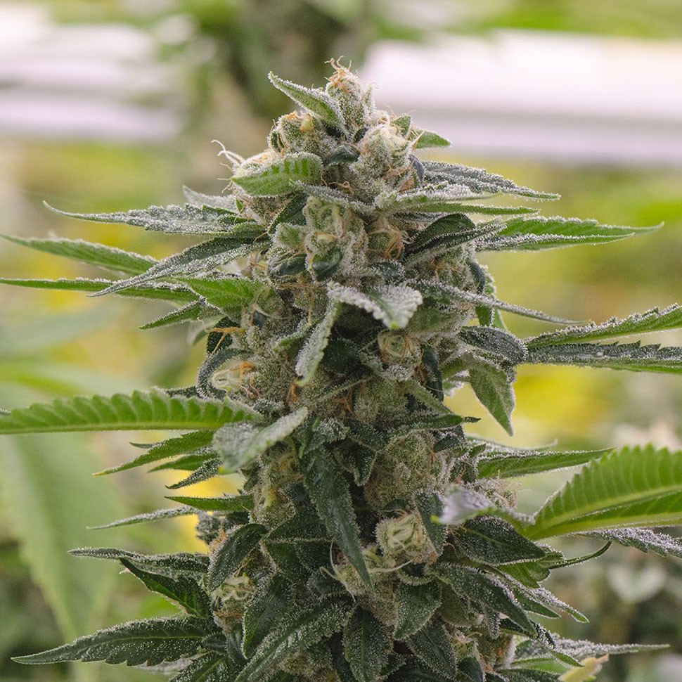 Семена Argali feminised Bang Seeds