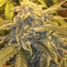 Семена Argali feminised Bang Seeds Семена Argali feminised Bang Seeds