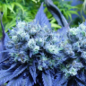купить семена конопли в Украине Blue feminised купить семена конопли в Украине Blue feminised
