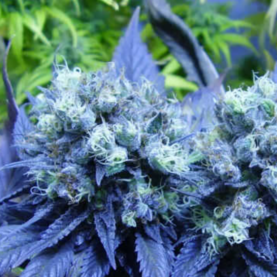 купить семена конопли в Украине Blue feminised купить семена конопли в Украине Blue feminised