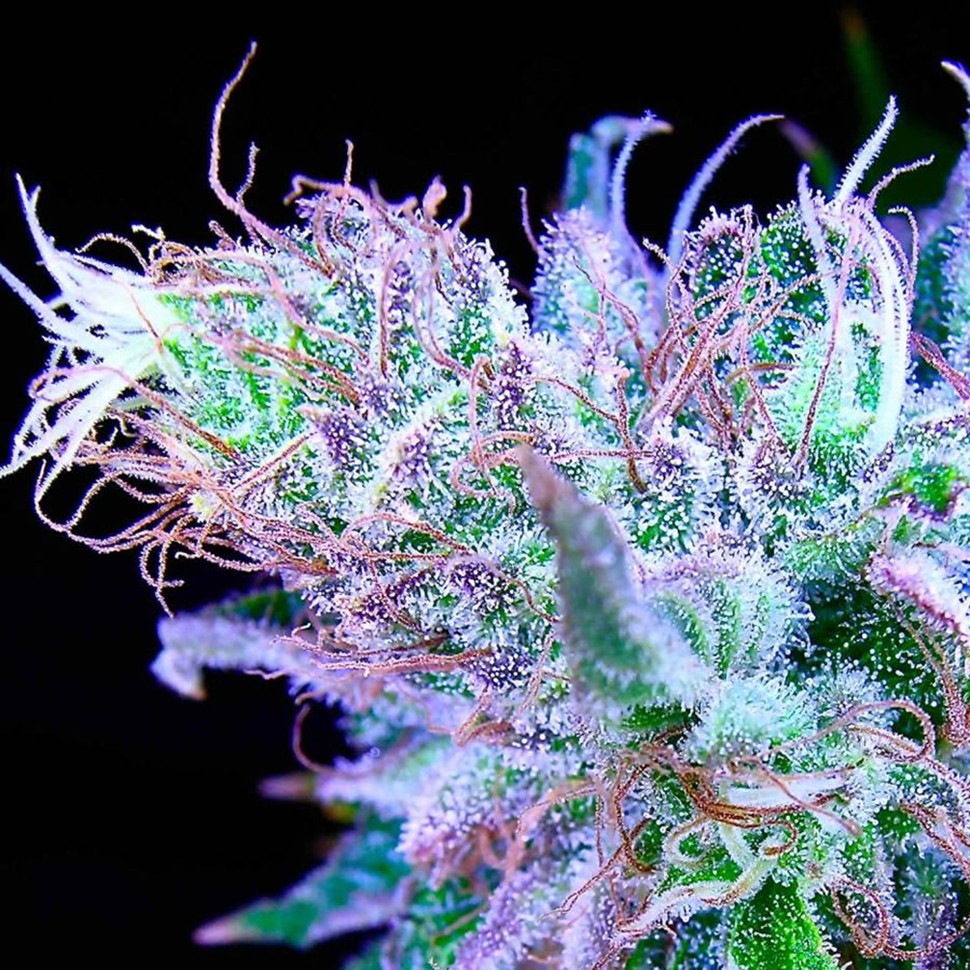 купить семена конопли феминизированные Blue feminised купить семена конопли феминизированные Blue feminised