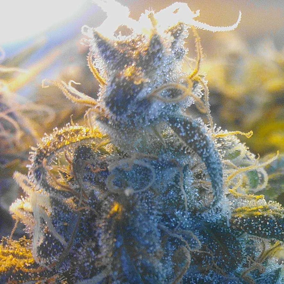 купить семена сортовой конопли Blue feminised купить семена сортовой конопли Blue feminised