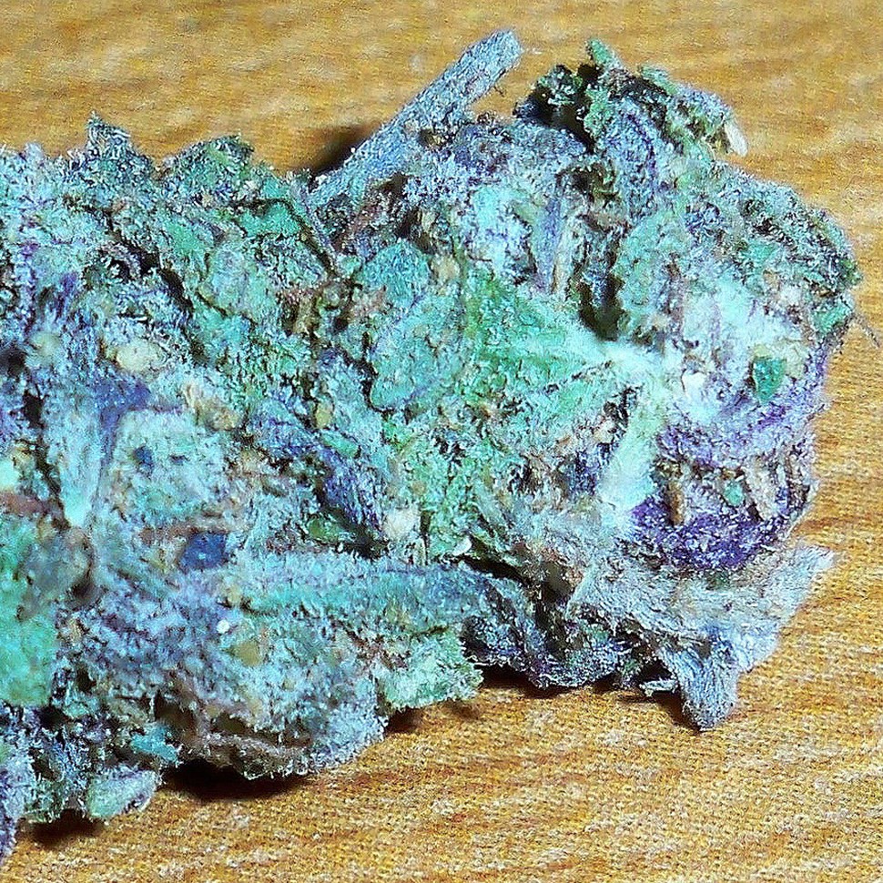 купить семена конопли в фирменной упаковке Blue feminised купить семена конопли в фирменной упаковке Blue feminised