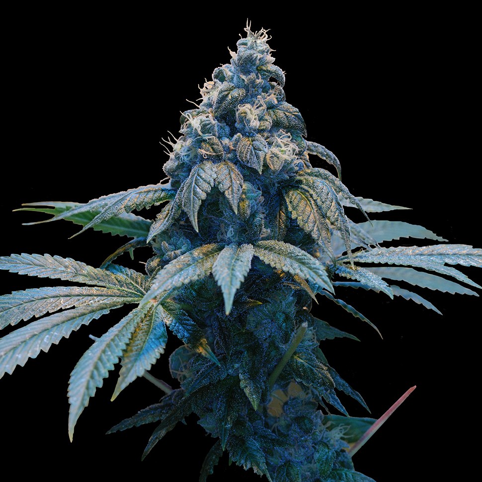 Семена ганжа Blue feminised Ganja Seeds