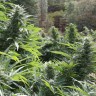 Семена конопли Auto The Ultimate CBD feminised Ganja Seeds Семена конопли Auto The Ultimate CBD feminised Ganja Seeds