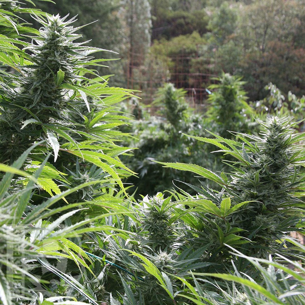 Семена ганжа Auto The Ultimate CBD feminised Ganja Seeds