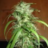 Семена конопли Nemesis feminised Ganja Seeds Семена конопли Nemesis feminised Ganja Seeds