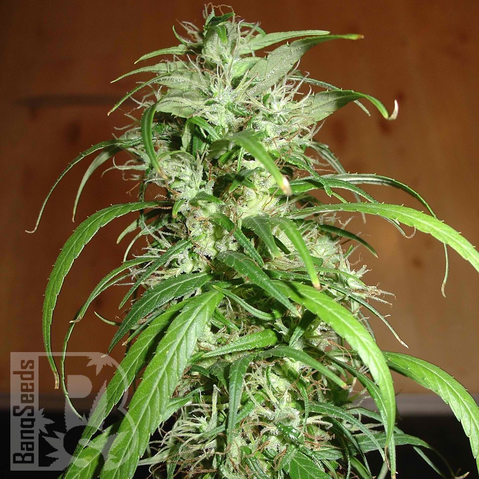 Семена конопли Nemesis feminised Ganja Seeds