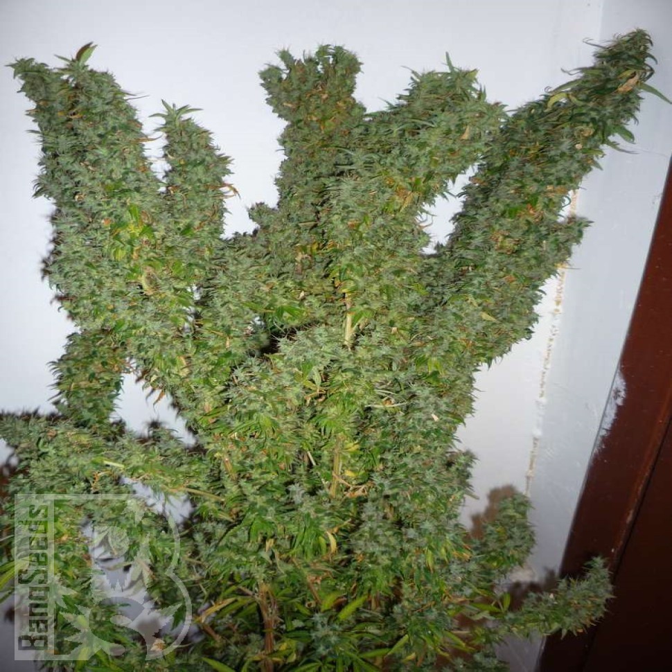 Семена конопли Nemesis feminised Ganja Seeds Семена конопли Nemesis feminised Ganja Seeds