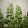 Семена конопли Nemesis feminised Ganja Seeds Семена конопли Nemesis feminised Ganja Seeds