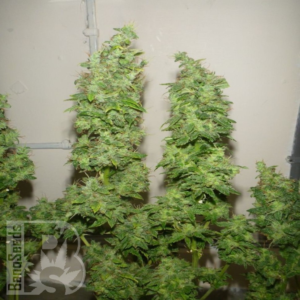 Семена конопли Nemesis feminised Ganja Seeds Семена конопли Nemesis feminised Ganja Seeds