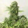 заказать семена конопли AK 49 feminised заказать семена конопли AK 49 feminised