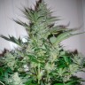 заказ семян конопли AK 49 feminised заказ семян конопли AK 49 feminised