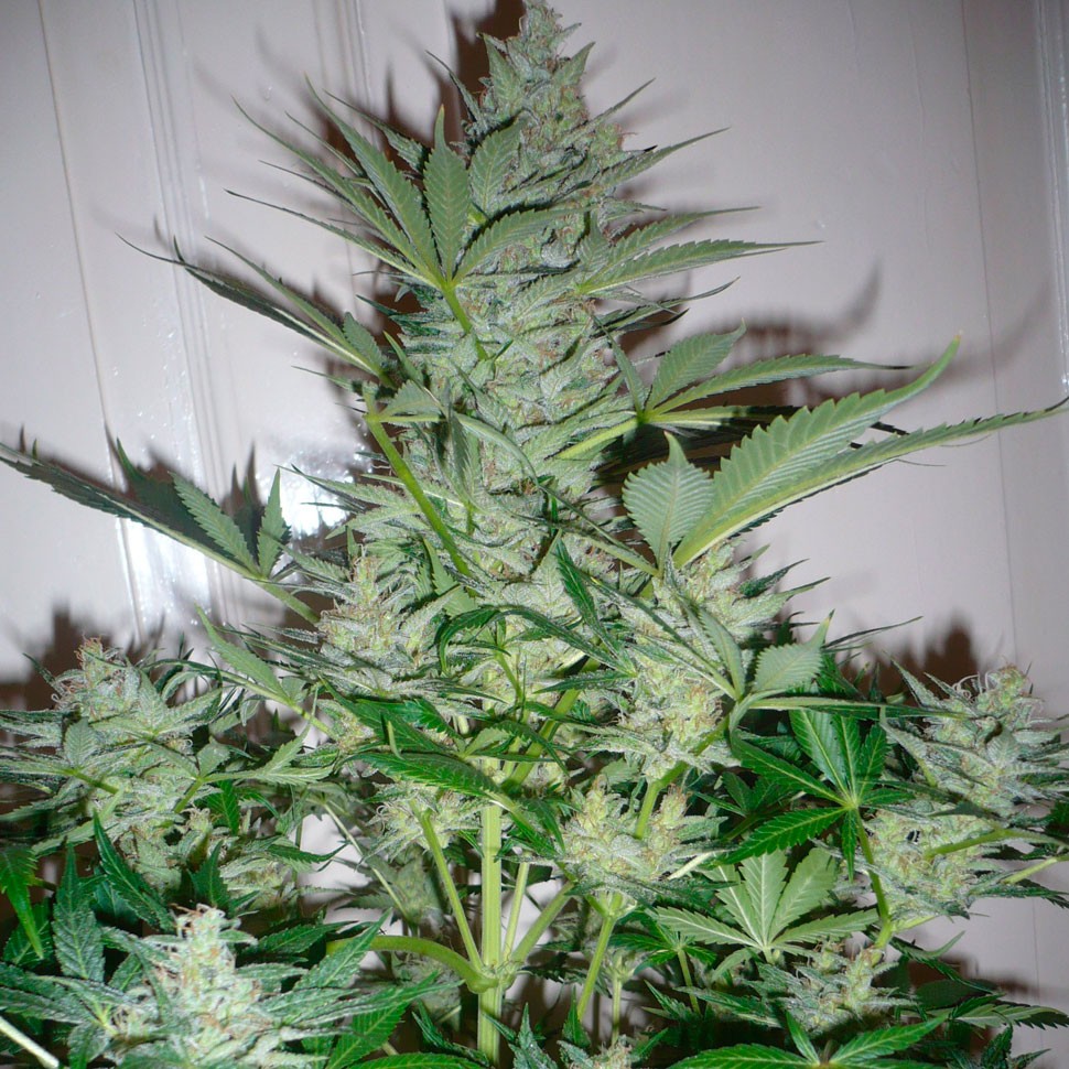 заказ семян конопли AK 49 feminised заказ семян конопли AK 49 feminised