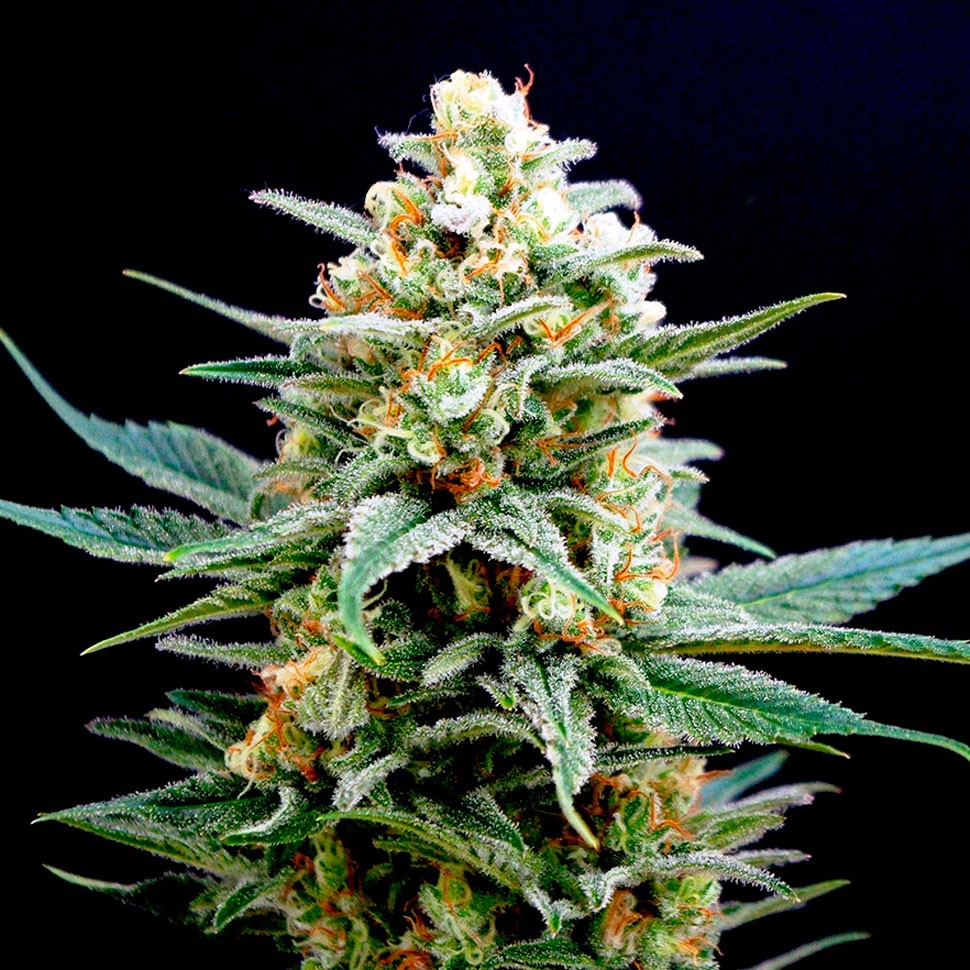 купить семена конопли AK 49 feminised купить семена конопли AK 49 feminised