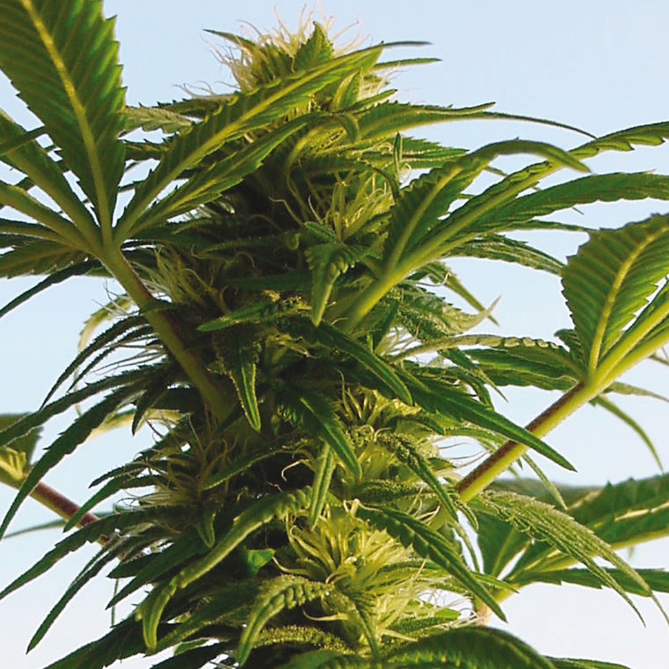 купить урожайные семена конопли Aspan feminised купить урожайные семена конопли Aspan feminised