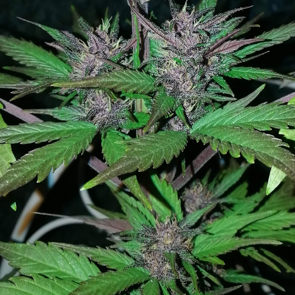 Семена конопли Auto Black Cream feminised Ganja Seeds