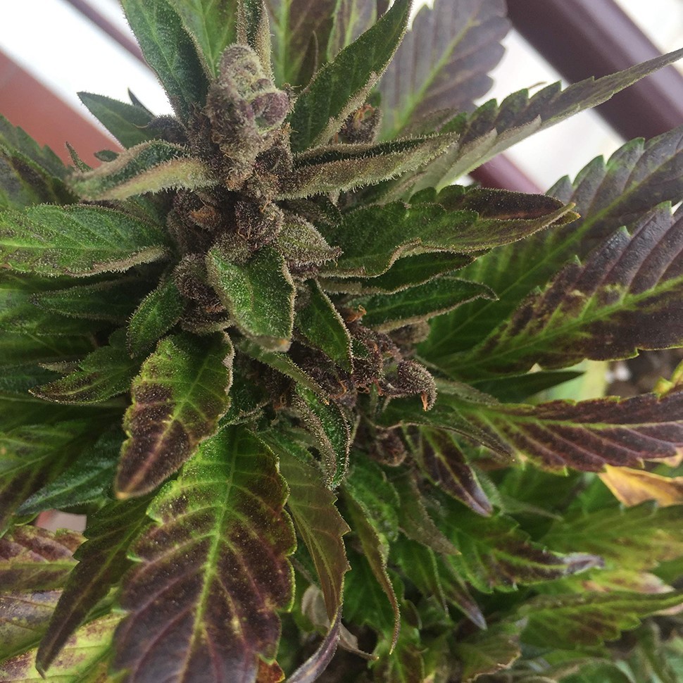 купить семена конопли автоцвет Auto Black Cream feminised купить семена конопли автоцвет Auto Black Cream feminised