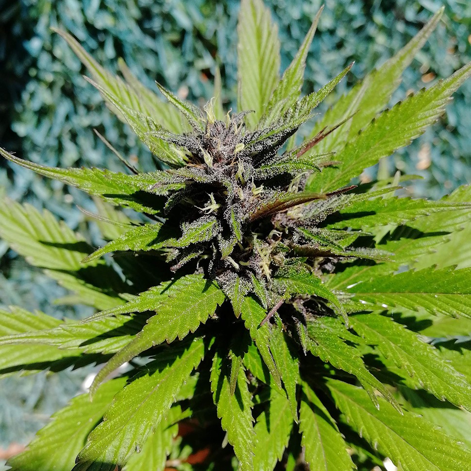 купить семена конопли недорого Auto Black Cream feminised купить семена конопли недорого Auto Black Cream feminised