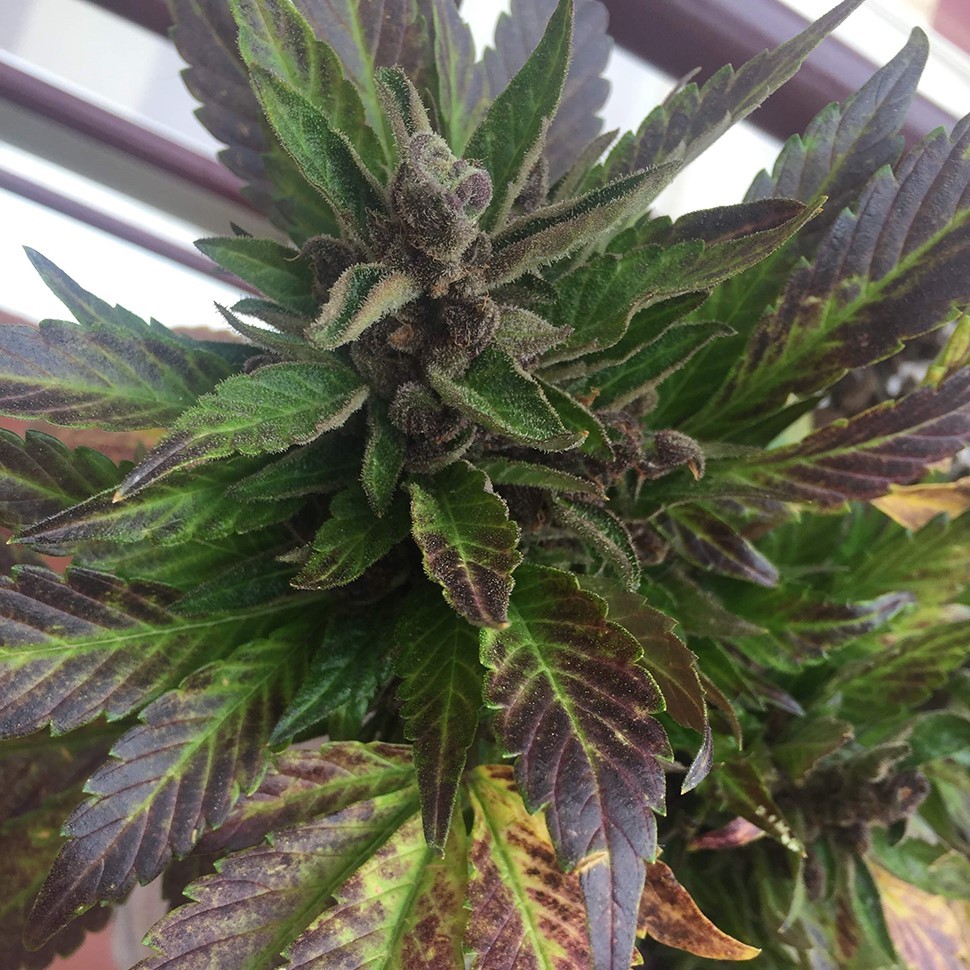 купить семена конопли в оригинальных упаковках Auto Black Cream feminised купить семена конопли в оригинальных упаковках Auto Black Cream feminised