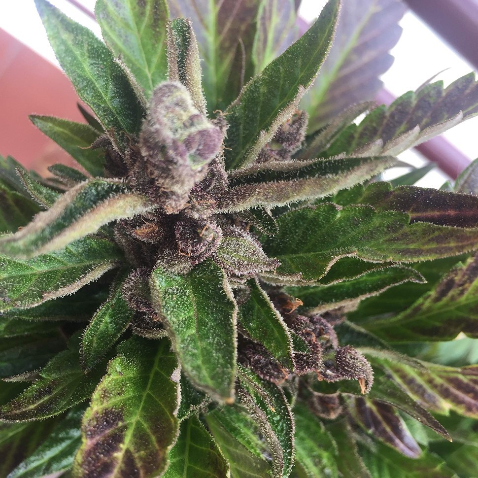 купить урожайные семена конопли Auto Black Cream feminised купить урожайные семена конопли Auto Black Cream feminised