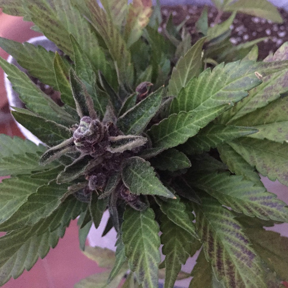 купить качественные семена конопли Auto Black Cream feminised купить качественные семена конопли Auto Black Cream feminised