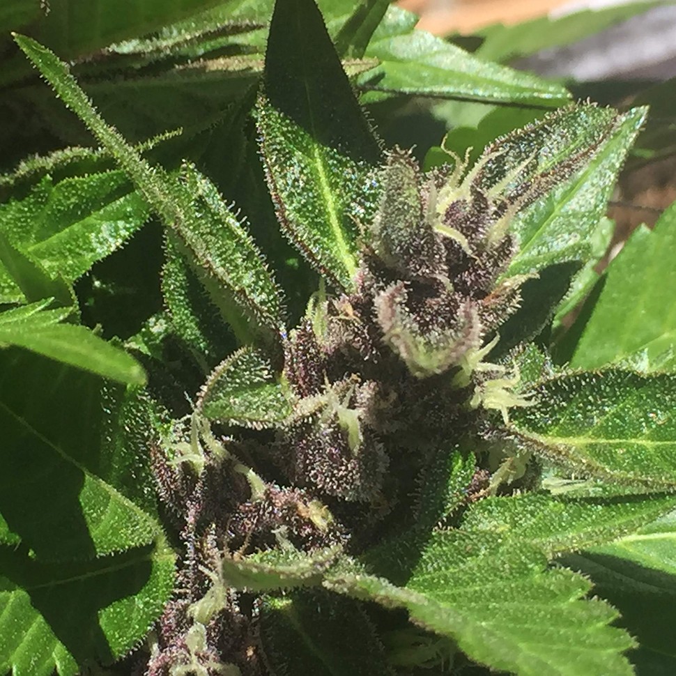 купить семена конопли феминизированные Auto Black Cream feminised купить семена конопли феминизированные Auto Black Cream feminised