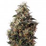 Семена Auto Sweet Mango feminised Ganja Seeds Семена Auto Sweet Mango feminised Ganja Seeds