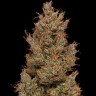 Семена Auto Sweet Mango feminised Ganja Seeds Семена Auto Sweet Mango feminised Ganja Seeds