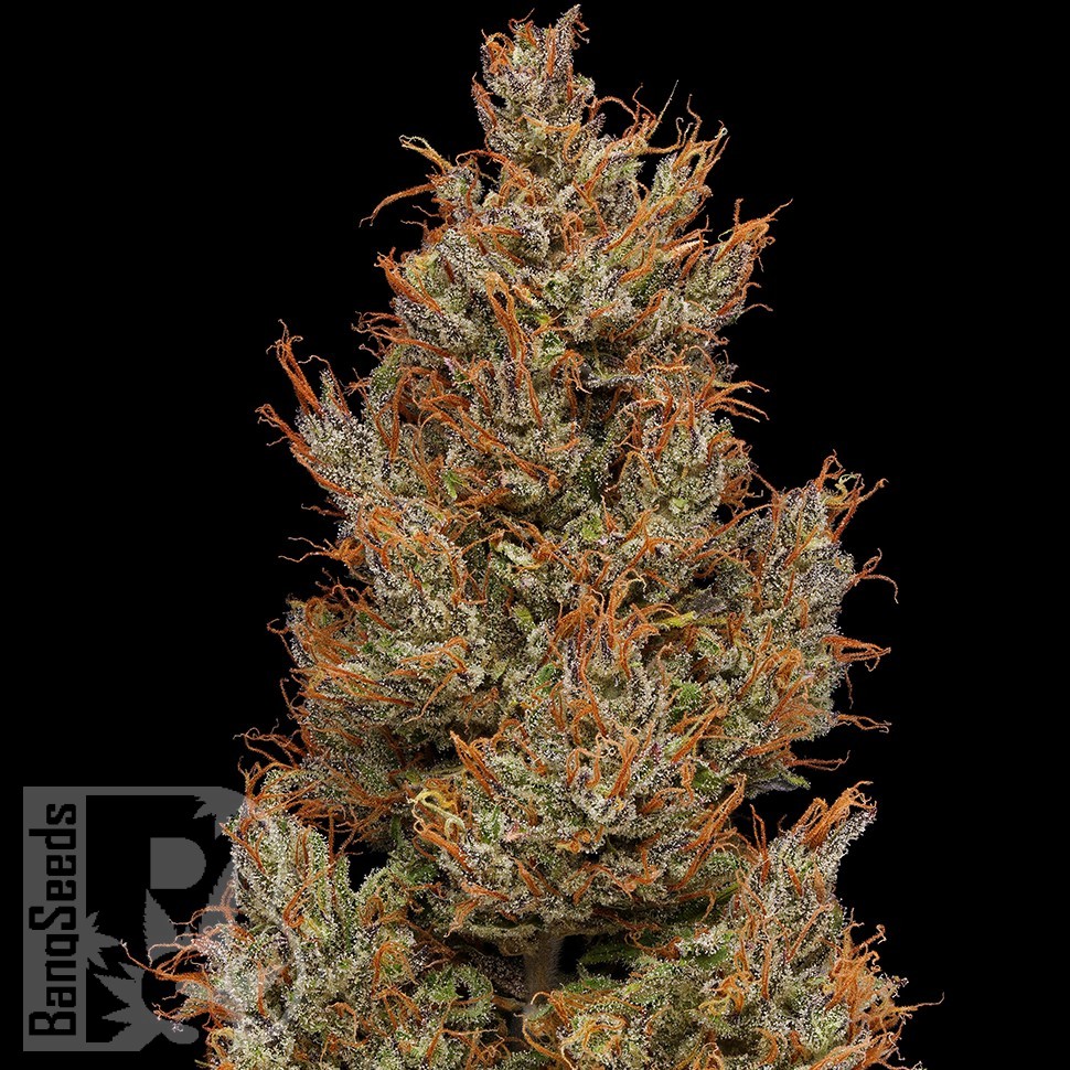 Семена Auto Sweet Mango feminised Ganja Seeds Семена Auto Sweet Mango feminised Ganja Seeds