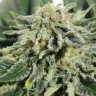 Семена марихуаны Neville's Haze feminised Ganja Seeds Семена марихуаны Neville's Haze feminised Ganja Seeds