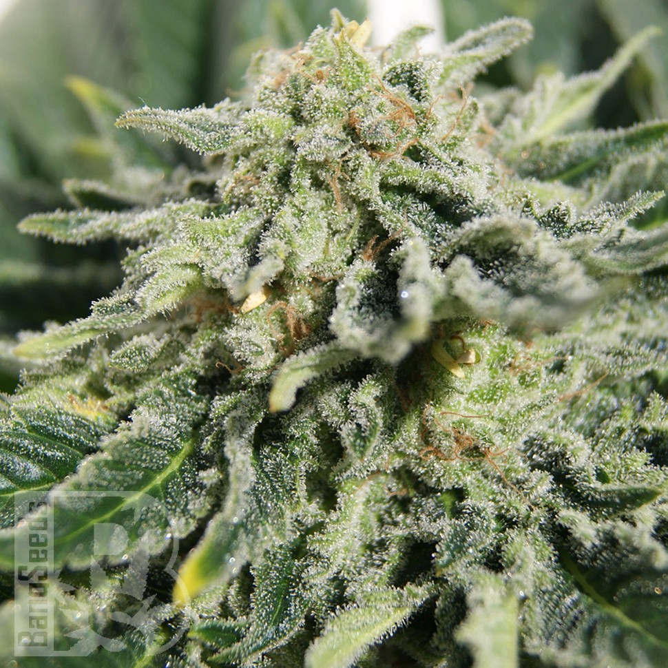 Семена марихуаны Neville's Haze feminised Ganja Seeds