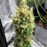 Семена марихуаны Neville's Haze feminised Ganja Seeds Семена марихуаны Neville's Haze feminised Ganja Seeds